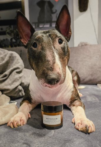 Pfotensalbe für Hund & Katze photo review